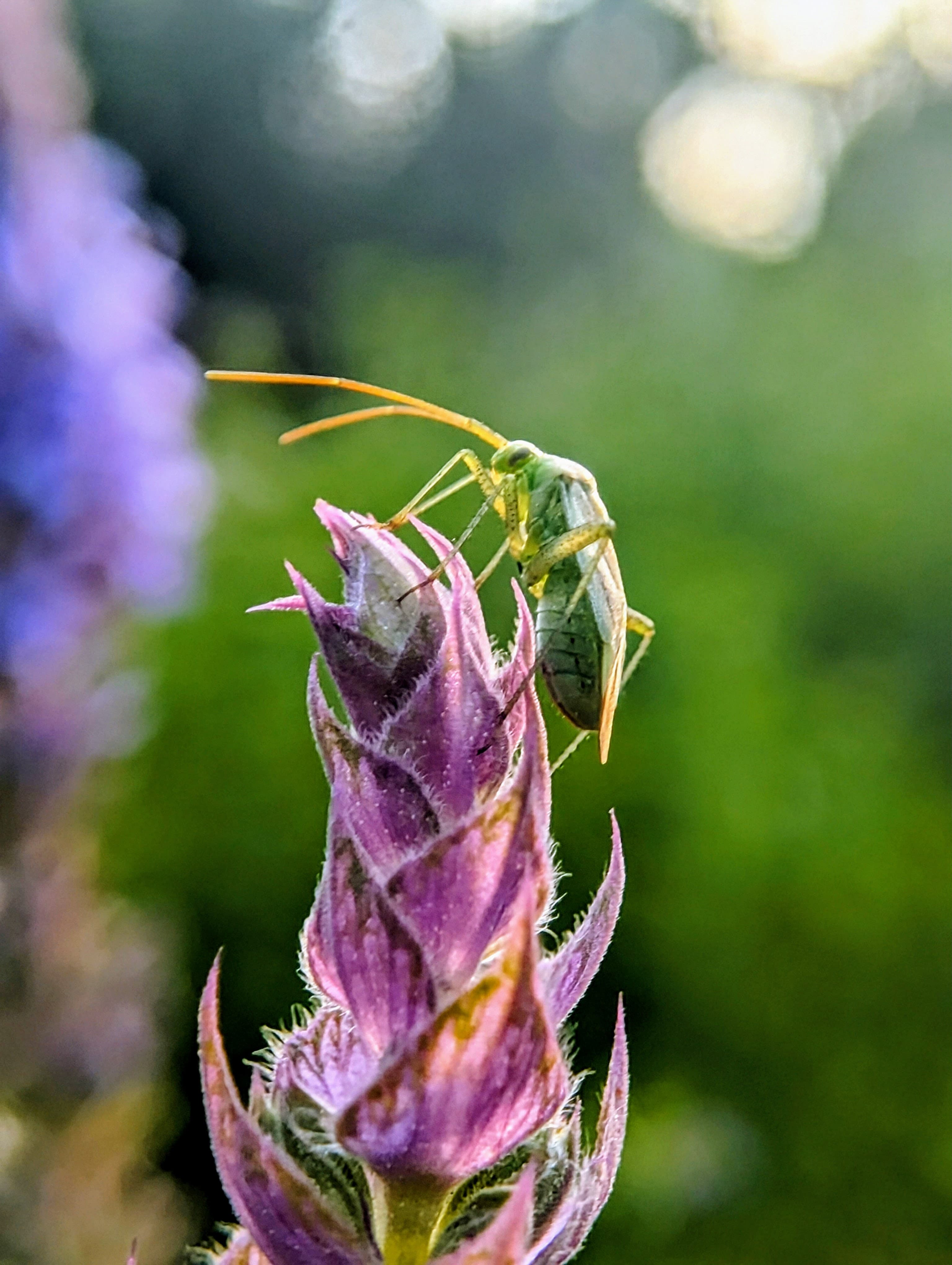Chitral photograph 5